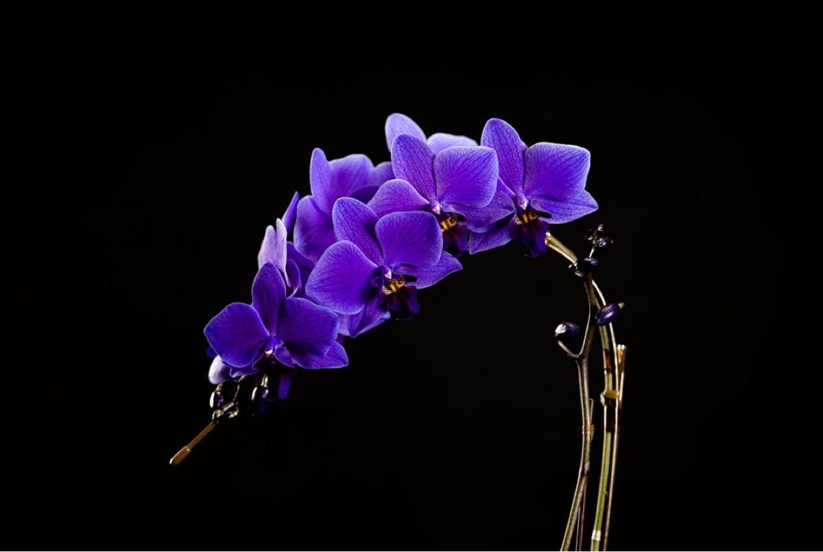 胡蝶蘭 ファレノプシス ブルージーン phalaenopsis Blue Gene 青色