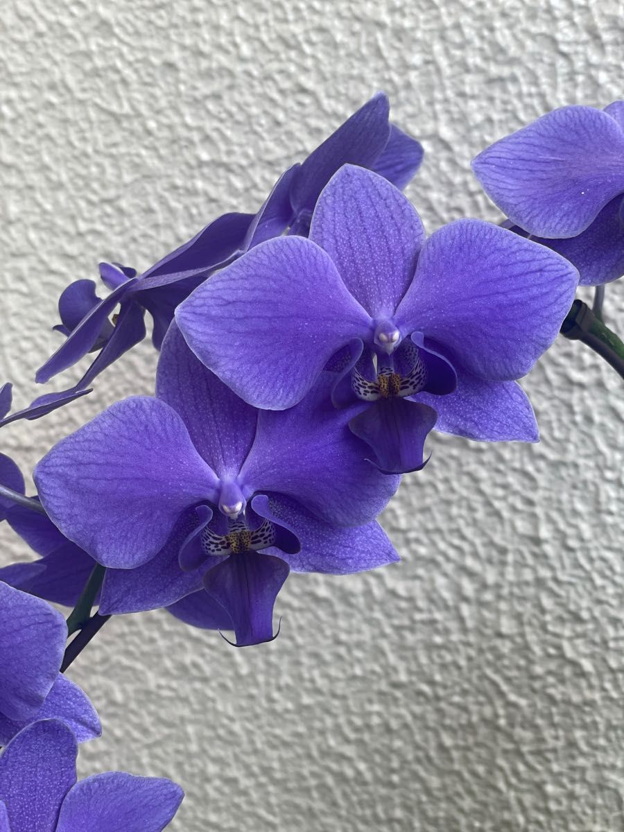 胡蝶蘭 ファレノプシス ブルージーン phalaenopsis Blue Gene 青色