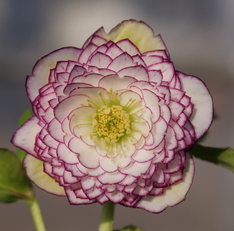 Yahoo!オークション - 開花株クリスマスローズ・dd多弁ホワイトアフロ