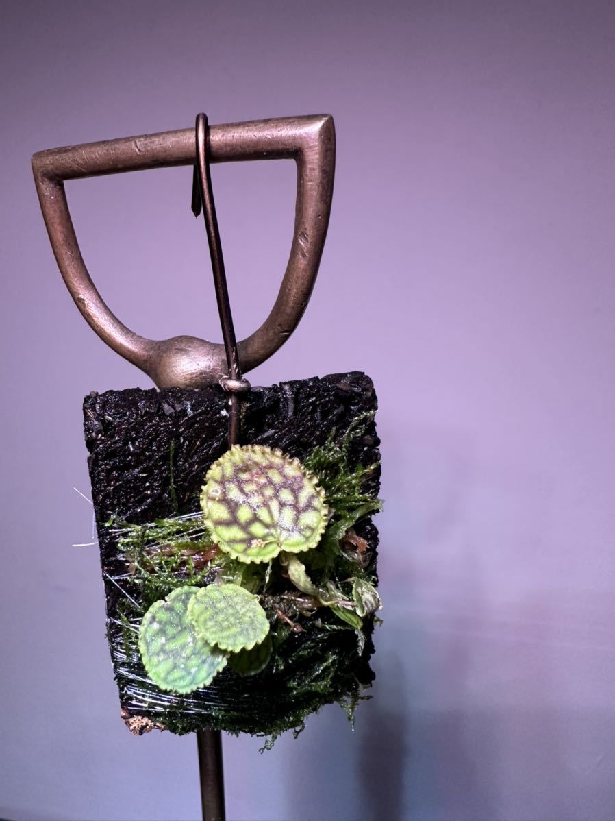 Lepanthes calodictyonレパンテス・カロディクティオン 人気種