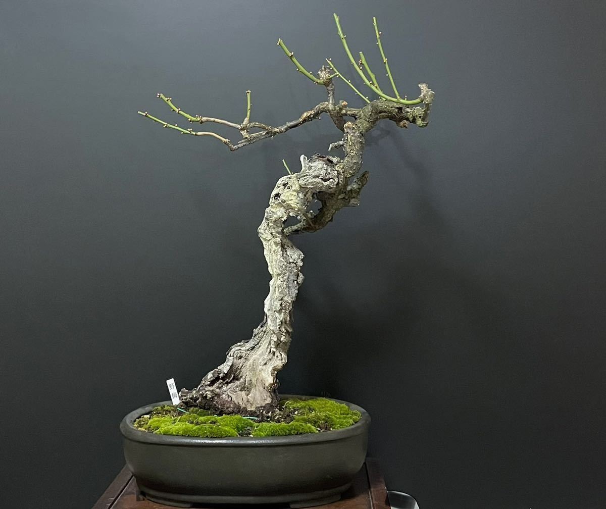 Yahoo!オークション - 野梅 激古 サバ幹 白花 花芽付き