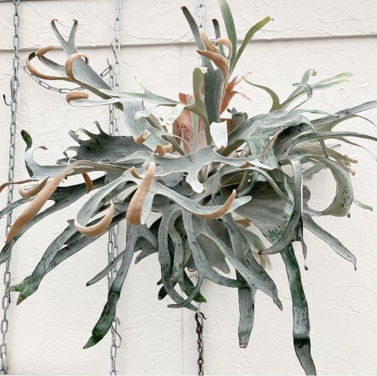 Yahoo!オークション - P. 'OMO' オリジナルクローン オモ ビカクシ