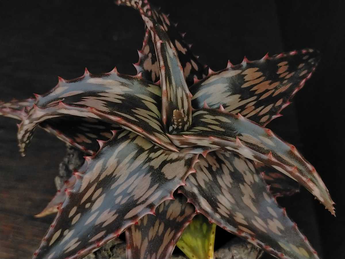 Yahoo!オークション - ヘミンギー カット苗 キズあり 多肉植物 アロエ