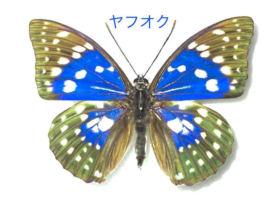 カ*ボ様 モルフォオオムラサキ（飼育；♂）1頭 カ*ボ様 モルフォ