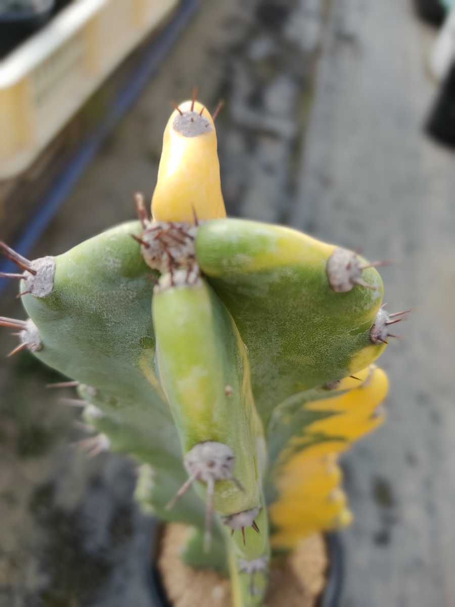 Yahoo!オークション - 鬼面角錦 鬼面角 錦 斑入り 多肉植物 柱サボテン