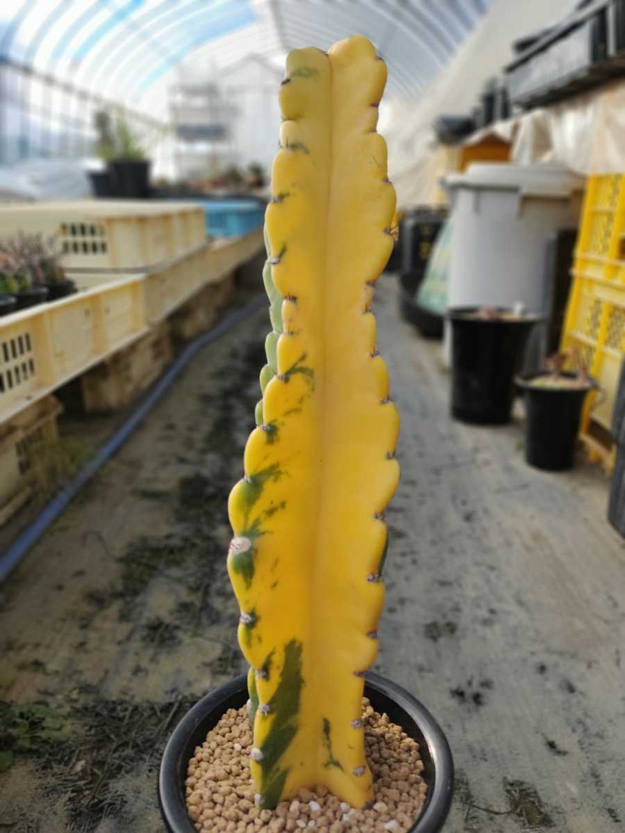 Yahoo!オークション - 鬼面角錦 鬼面角 錦 斑入り 多肉植物 柱サボテン