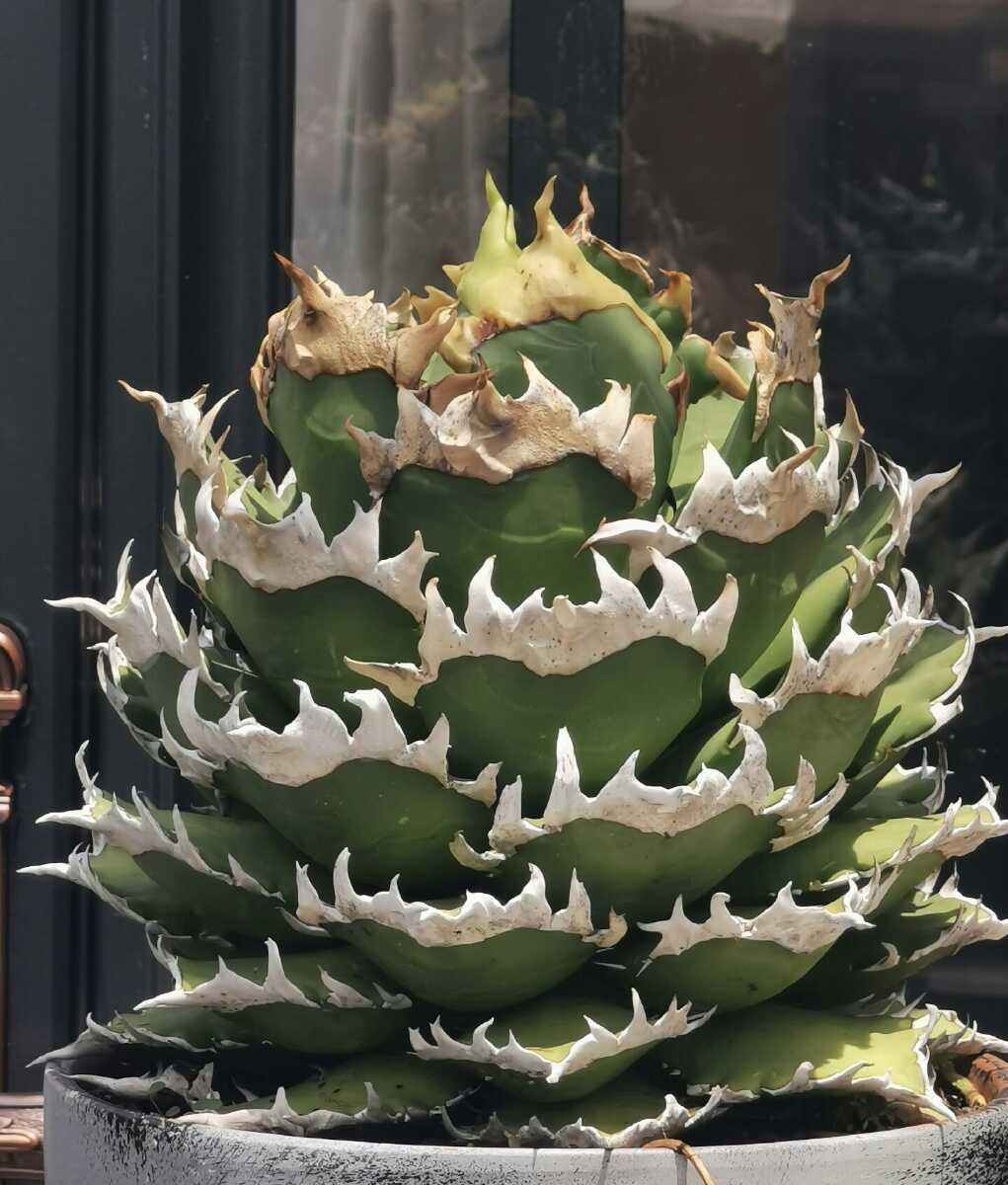 Yahoo!オークション - G12 アガベ チタノタ ゴリ猫 レッドキャットウィ