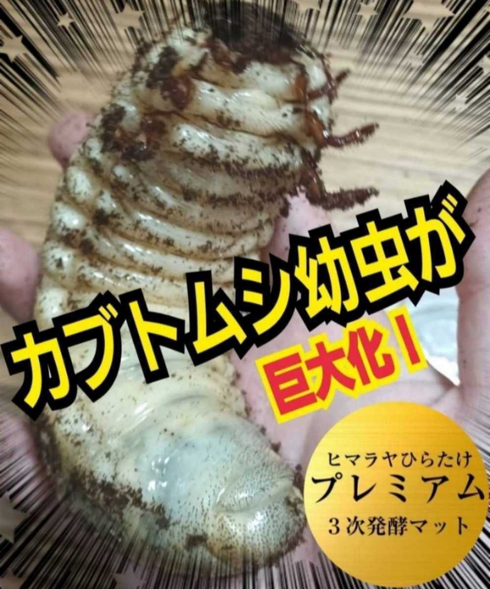 2セット】カブトムシ幼虫を入れるだけ 便利 ケース入りプレミアム3次