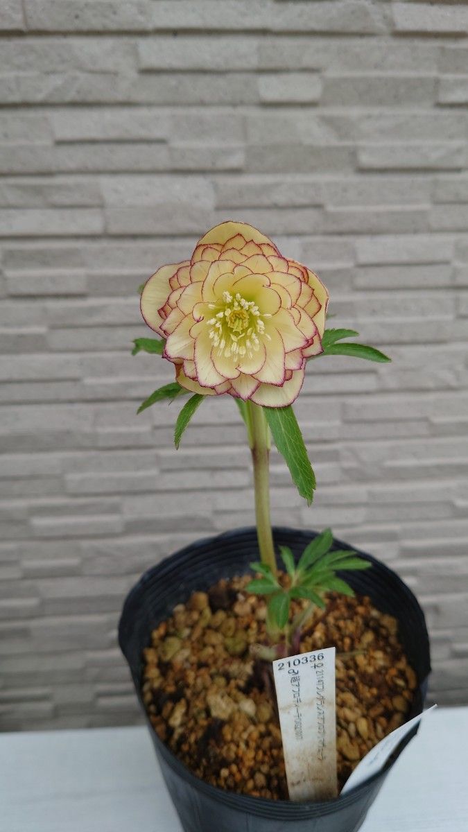 希少 クリスマスローズ 加藤農園 公認 リトルアフロディーテ 開花株