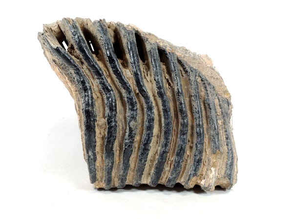 Yahoo!オークション - 化石/ナウマン象の歯/臼歯/約3.1kg/瀬戸内海/ナ