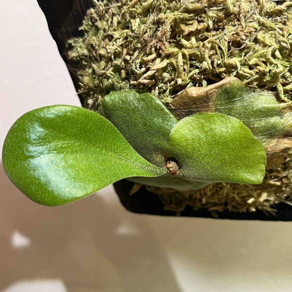 Yahoo!オークション - khunphon ビカクシダ クンポン (yot ♯14) 子株