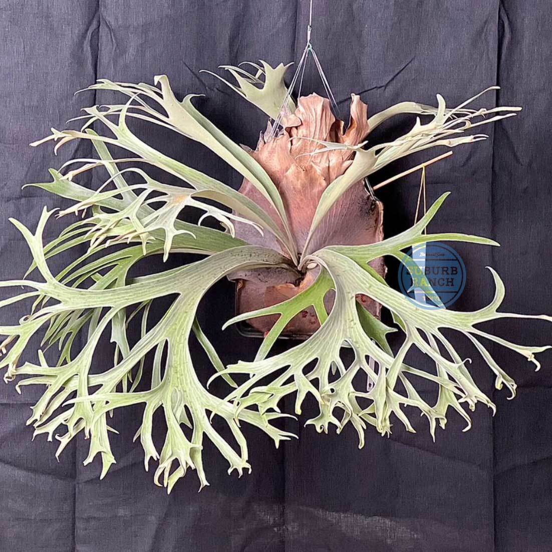 Yahoo!オークション - P1165 P. White Wing ビカクシダ ホワイトウィン