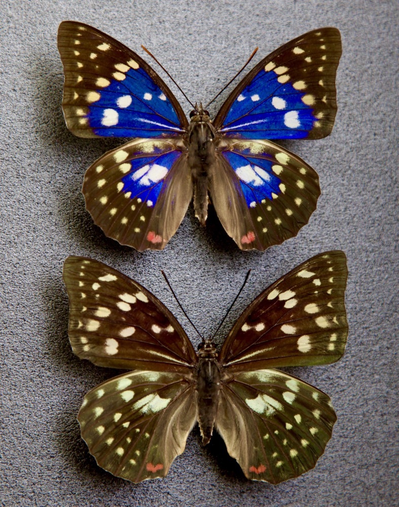 Yahoo!オークション - 国産蝶標本 ブルーオオムラサキ「モルフォ型」
