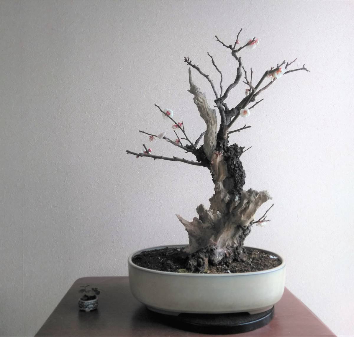 Yahoo!オークション - 野梅 盆栽 樹高45cm 超極太 激古 シャリ サバ幹