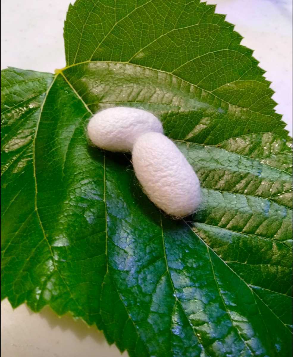 シルクメイト 500g×3本 シルクワーム カイコ 蚕 エサ 餌｜Yahoo