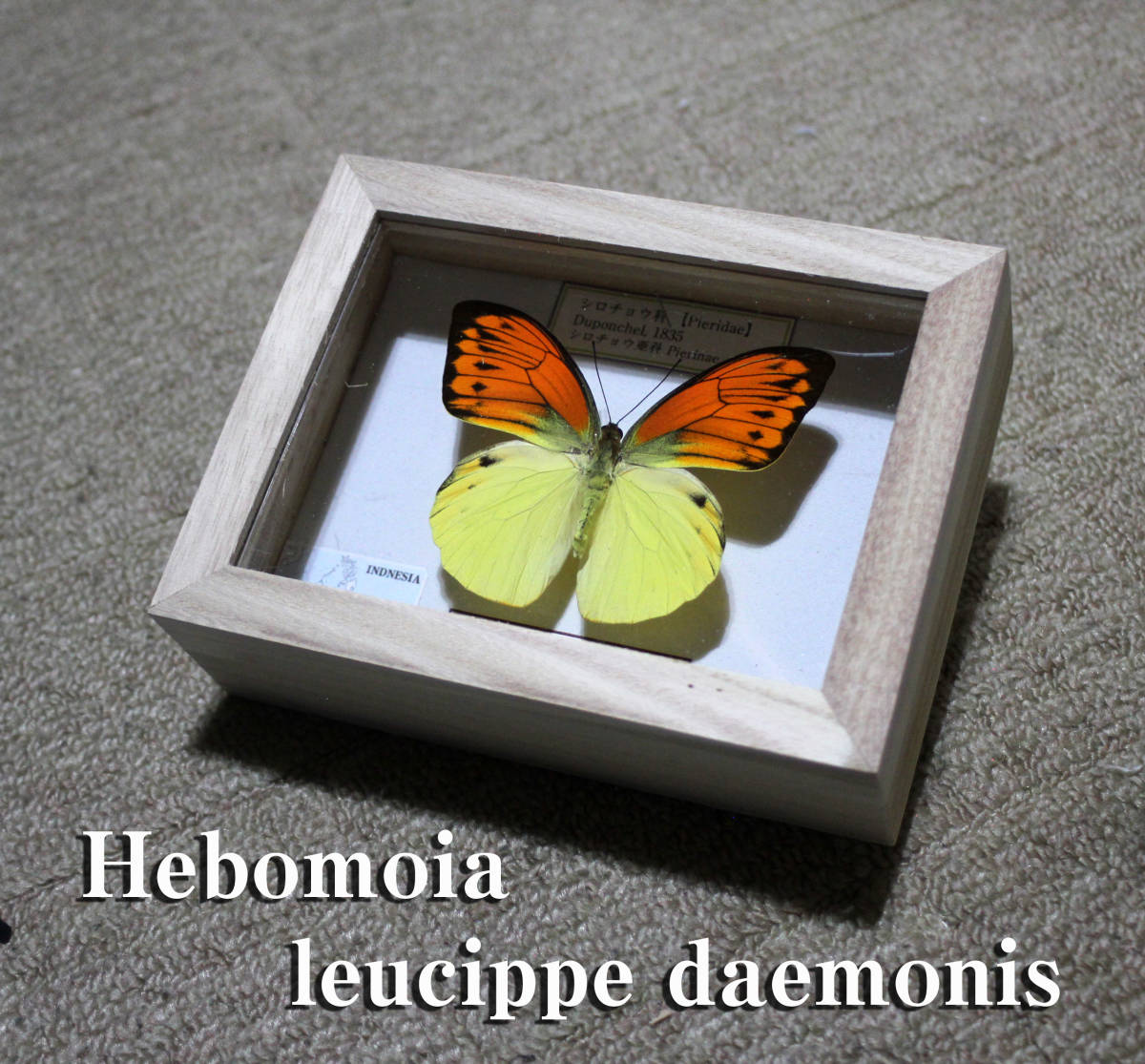 Yahoo!オークション - 蝶標本 ヒイロツマベニチョウ （♂）