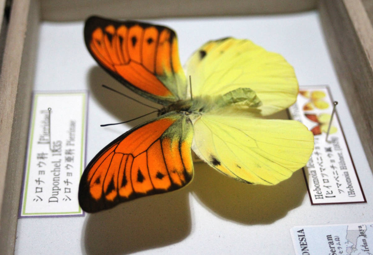 Yahoo!オークション - 蝶標本 ヒイロツマベニチョウ （♂）