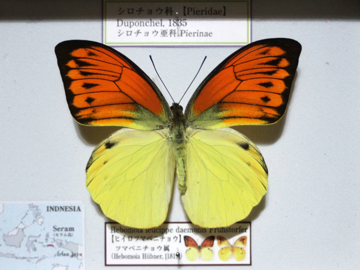 Yahoo!オークション - 蝶標本 ヒイロツマベニチョウ （♂）