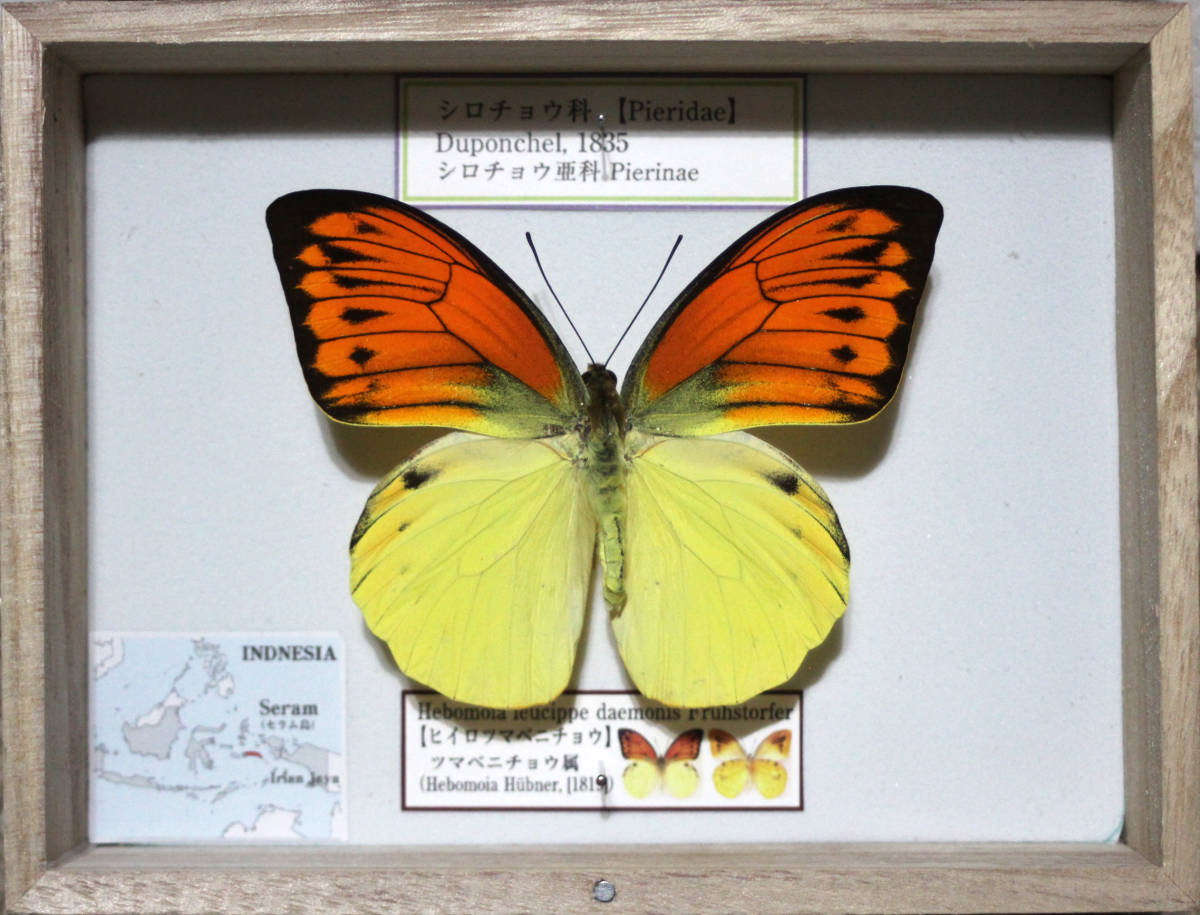 Yahoo!オークション - 蝶標本 ヒイロツマベニチョウ （♂）
