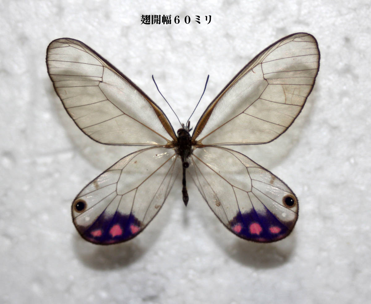 Yahoo!オークション - 蝶標本 ピロピナスカシジャノメ（♂）