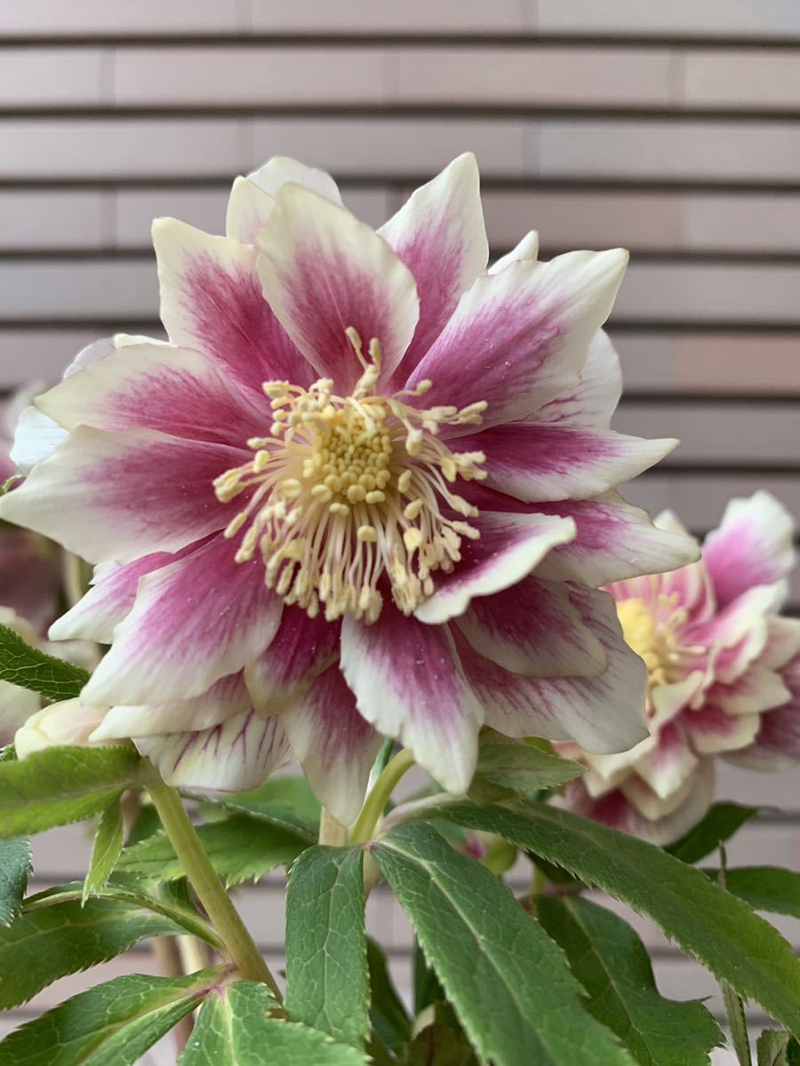 Yahoo!オークション - クリスマスローズ ソレイユ ダブル 広瀬園芸 開