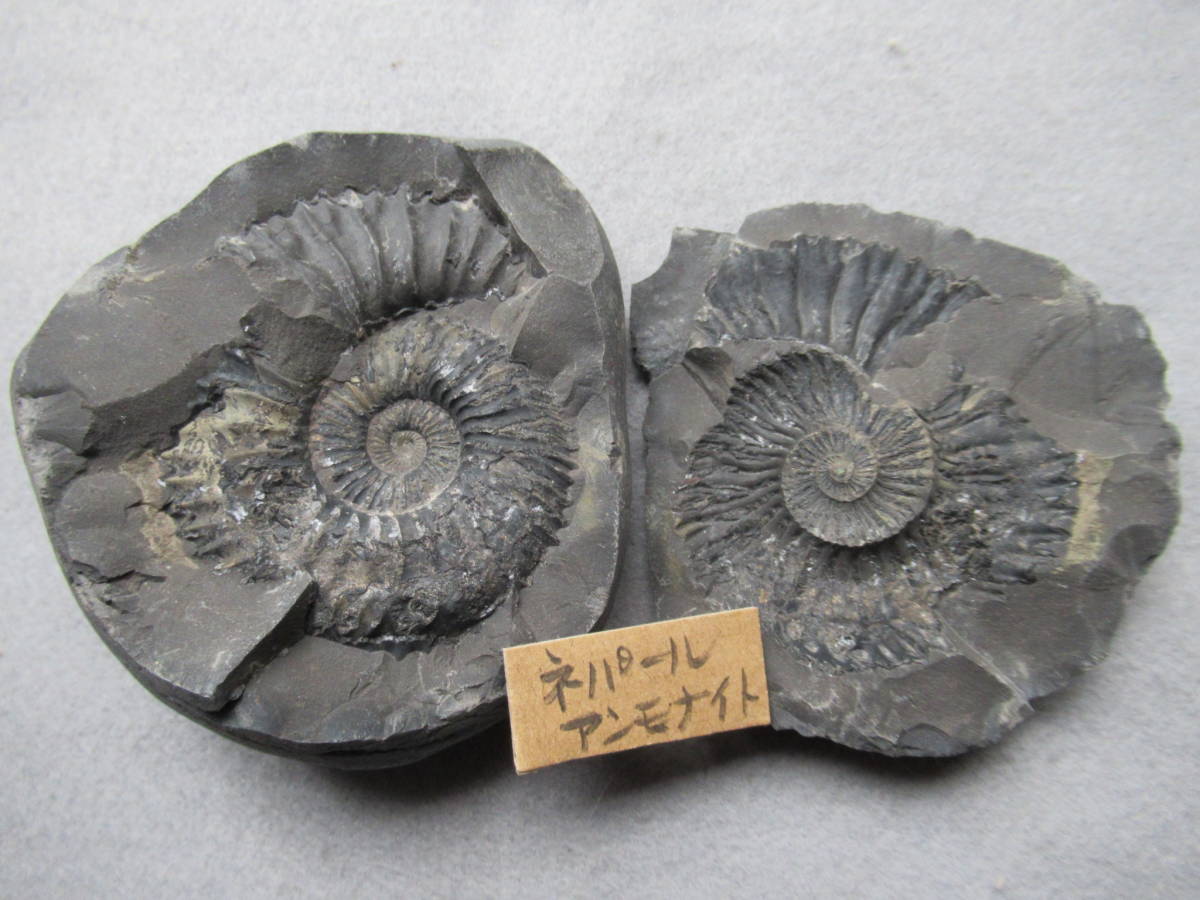 Yahoo!オークション - ネパールヒマラヤ産アンモナイト化石一部縫合線