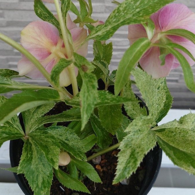 超希少 クリスマスローズ 広瀬園芸 斑入りピンクゴールドdd 開花株