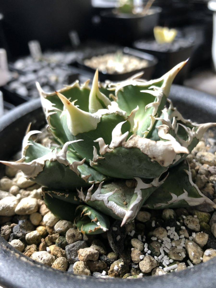 Yahoo!オークション - 【極上子株】lize産大白鯊 アガベ チタノタ ムチ