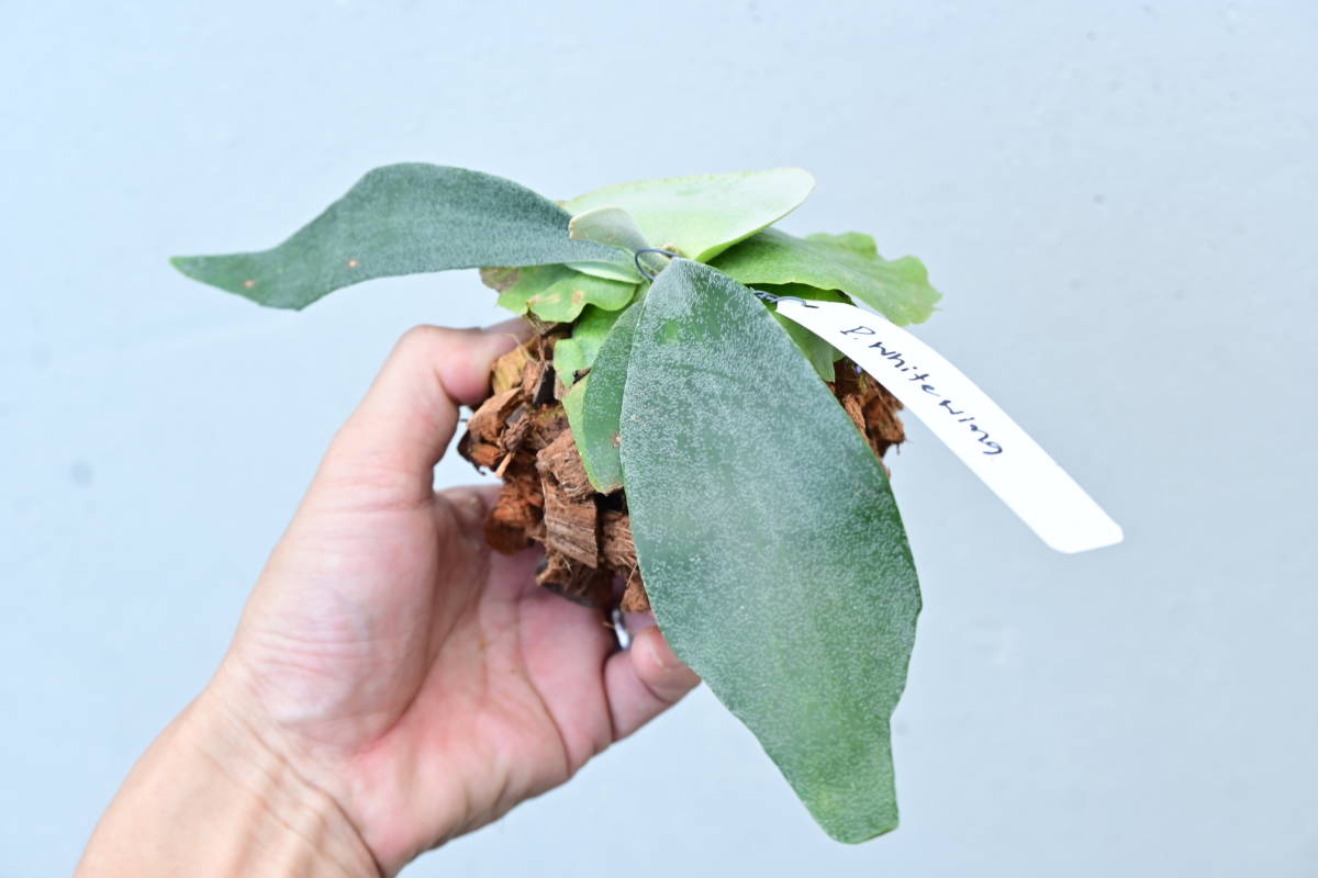 P White Wing (P willinckii x P Diversifolium) @bikamori com