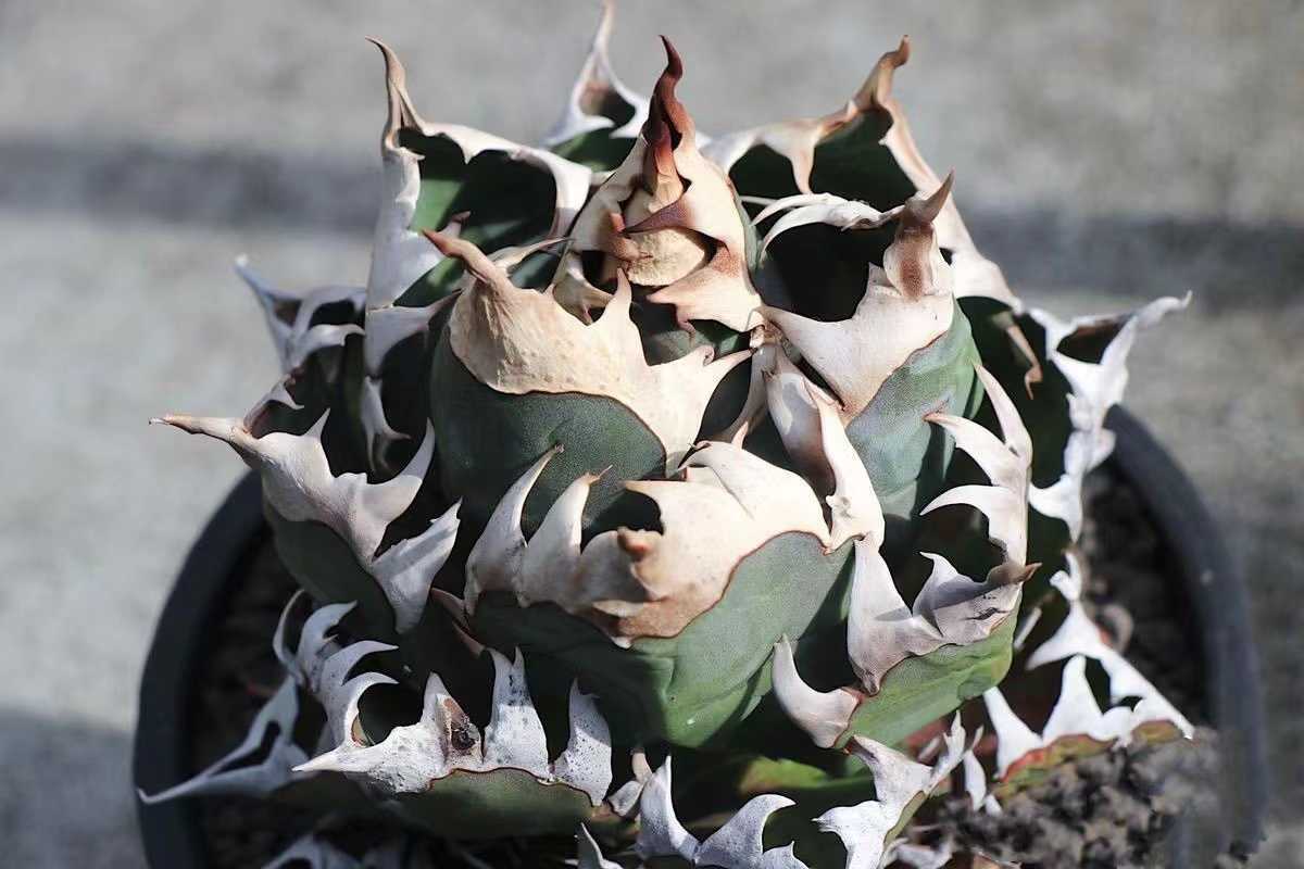 Yahoo!オークション - F2 【ゴリ猫】アガベ チタノタ レッドキャットウ