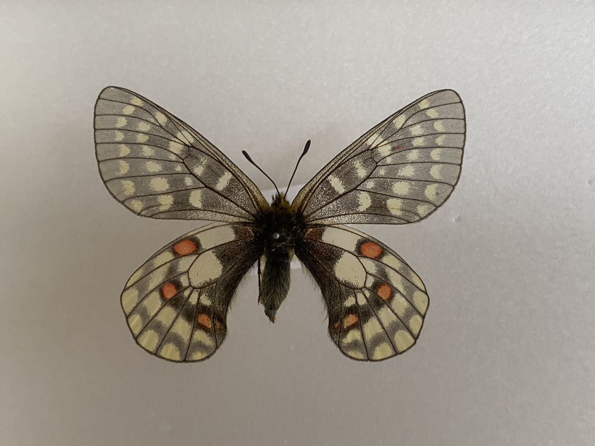 Yahoo!オークション - C 規制前採集 大雪山 北海岳 ウスバキチョウ 蝶