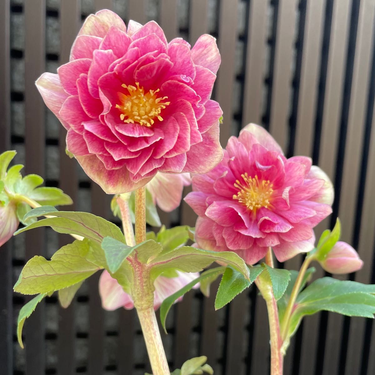 小輪ソレイユ系多弁花 広瀬園芸 クリスマスローズ｜Yahoo!フリマ（旧