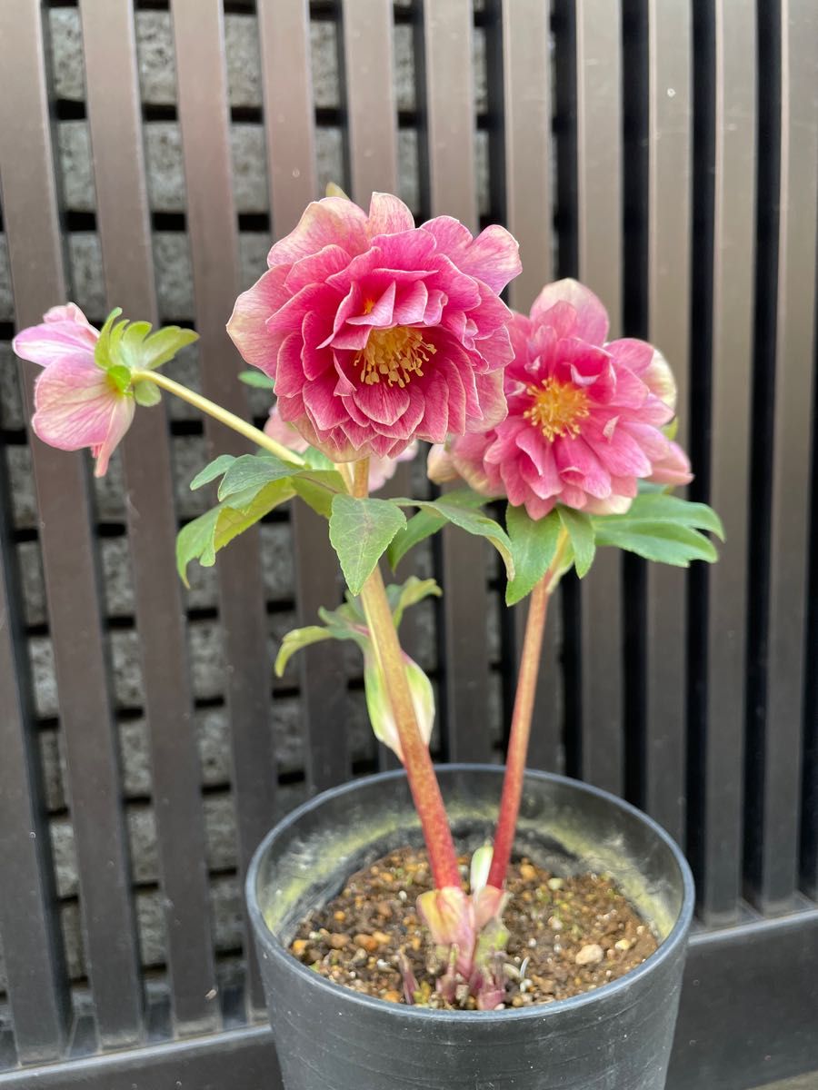 小輪ソレイユ系多弁花 広瀬園芸 クリスマスローズ｜Yahoo!フリマ（旧