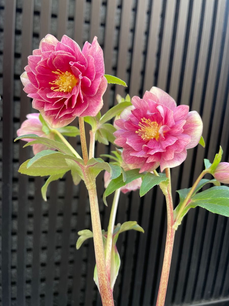 小輪ソレイユ系多弁花 広瀬園芸 クリスマスローズ｜Yahoo!フリマ（旧