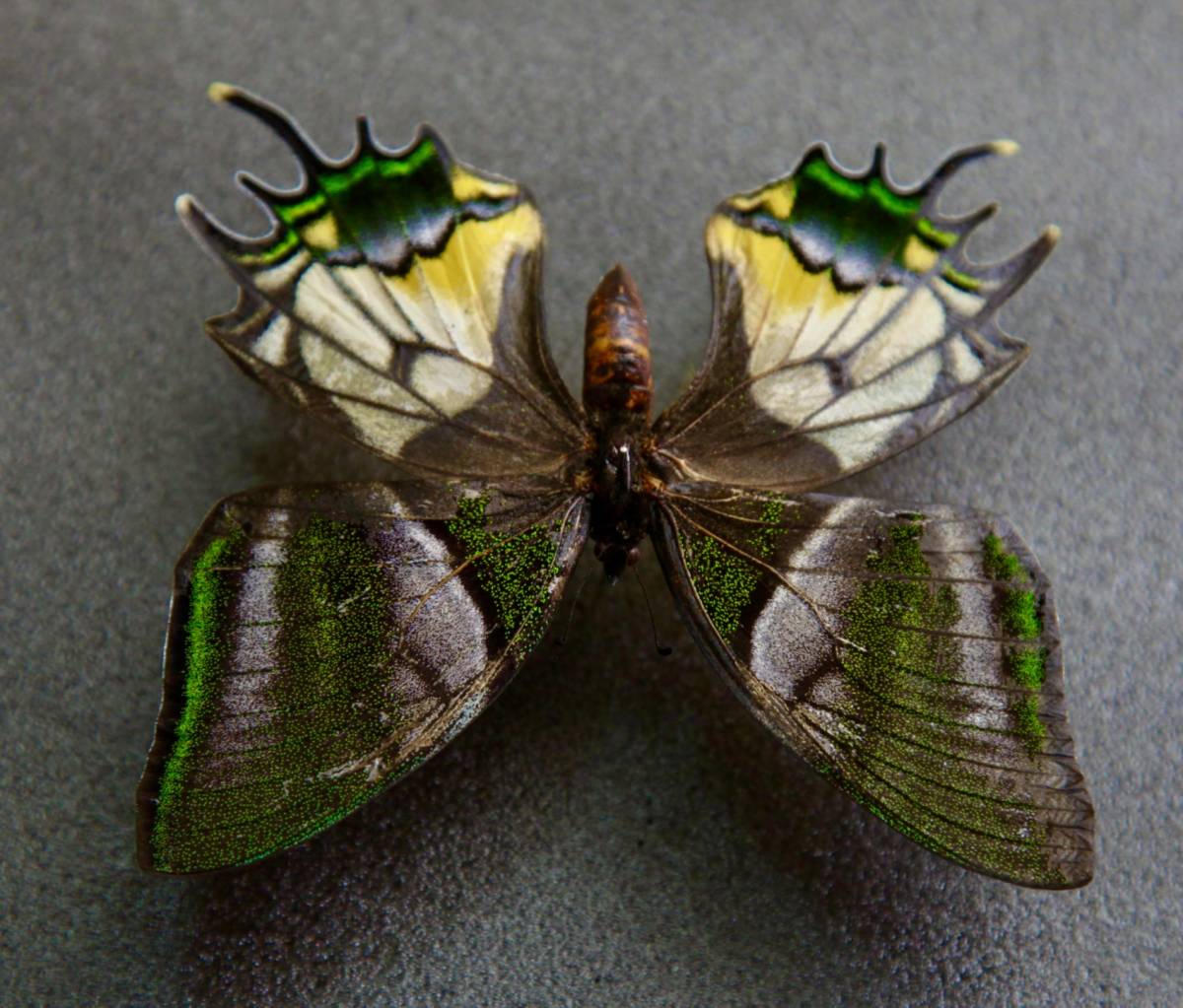 Yahoo!オークション - 外国産蝶標本 オウゴンテングアゲハ A-♀ ベト