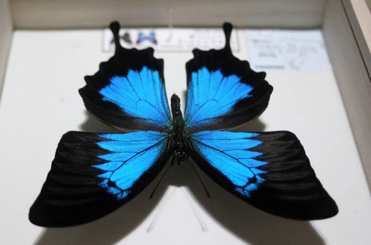 コエポン】オオルリアゲハ【変異型2種】 コエポン】オオルリアゲハ