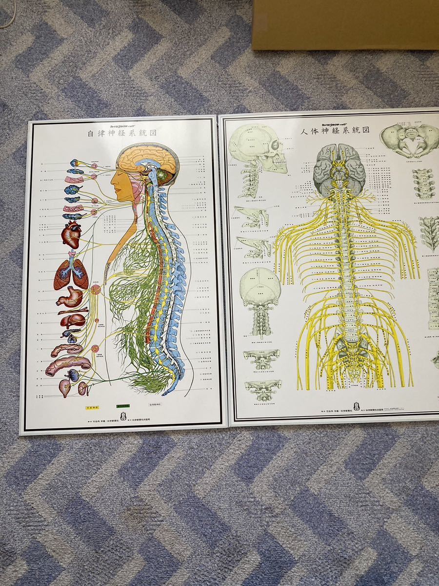 自律神経系統図 人体神経系統図 セット｜Yahoo!フリマ（旧PayPayフリマ）