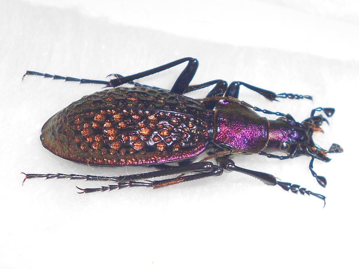 Yahoo!オークション - 海外の甲虫標本 カラフトクビナガオサムシ Acopt