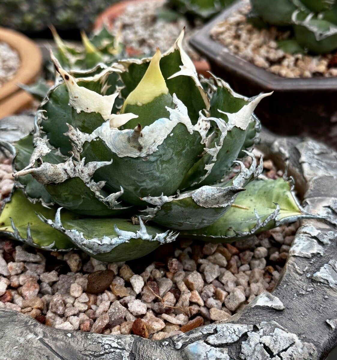 Yahoo!オークション - 多肉植物アガベ チタノタ 白豪刺 極上カツト子株
