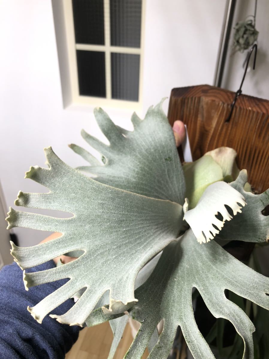 Yahoo!オークション - ビカクシダ P.FSQ (select FW)