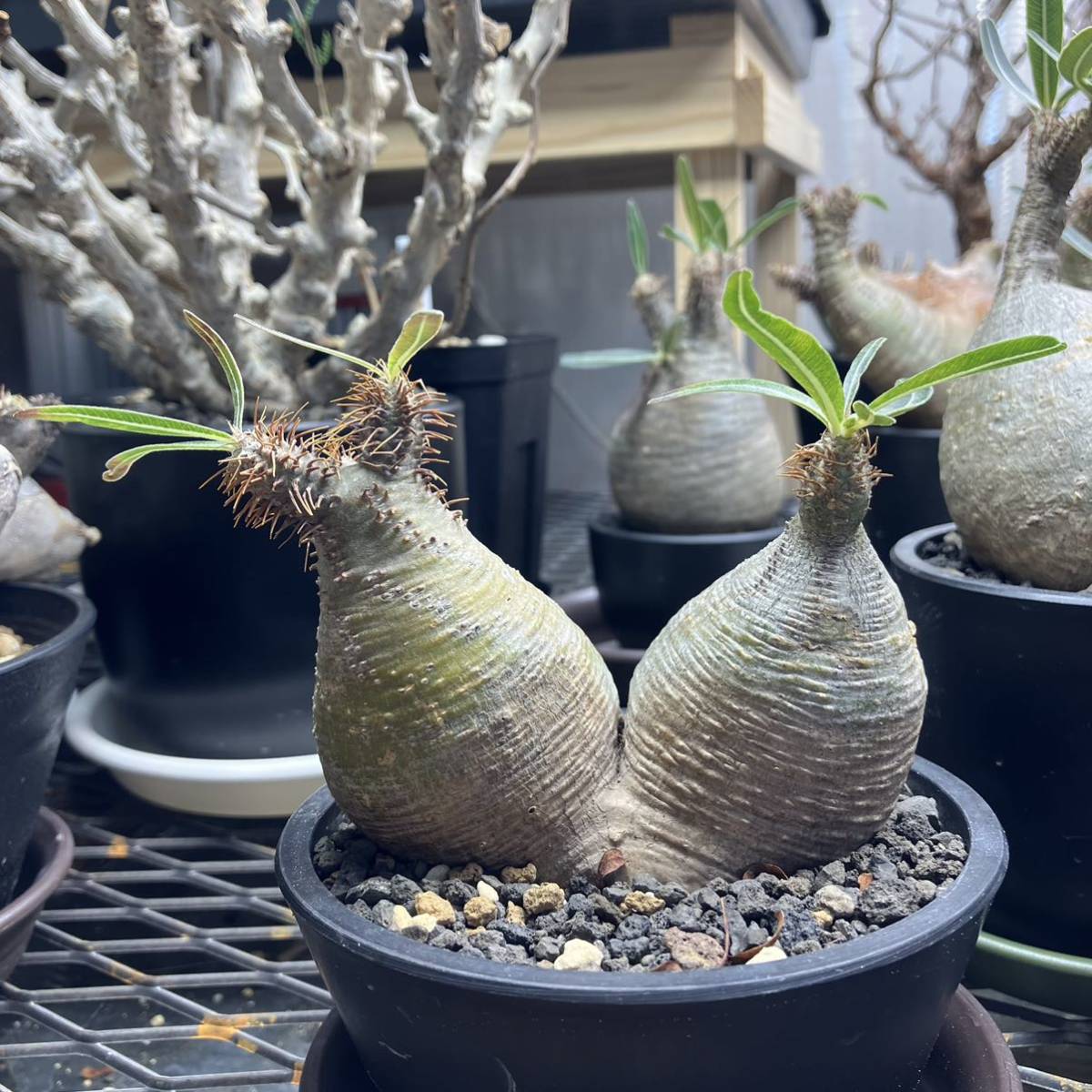 パキポディウムグラキリス コーデックス グラキリス 2頭 ダブルヘッド