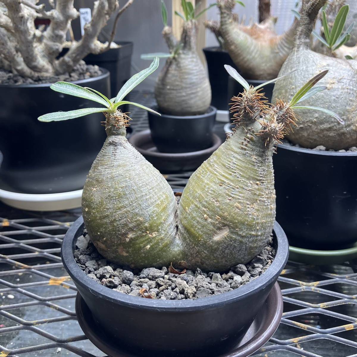 パキポディウムグラキリス コーデックス グラキリス 2頭 ダブルヘッド