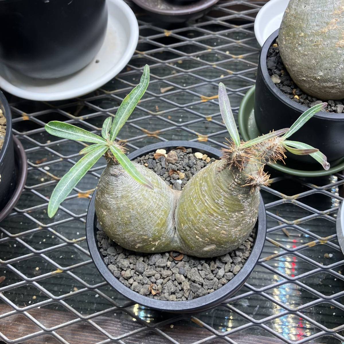 パキポディウムグラキリス コーデックス グラキリス 2頭 ダブルヘッド