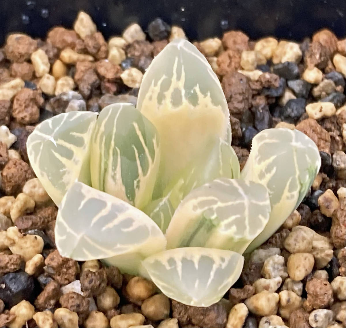 Yahoo!オークション - 多肉植物 ハオルチア 糊斑オブツーサ錦 金水晶