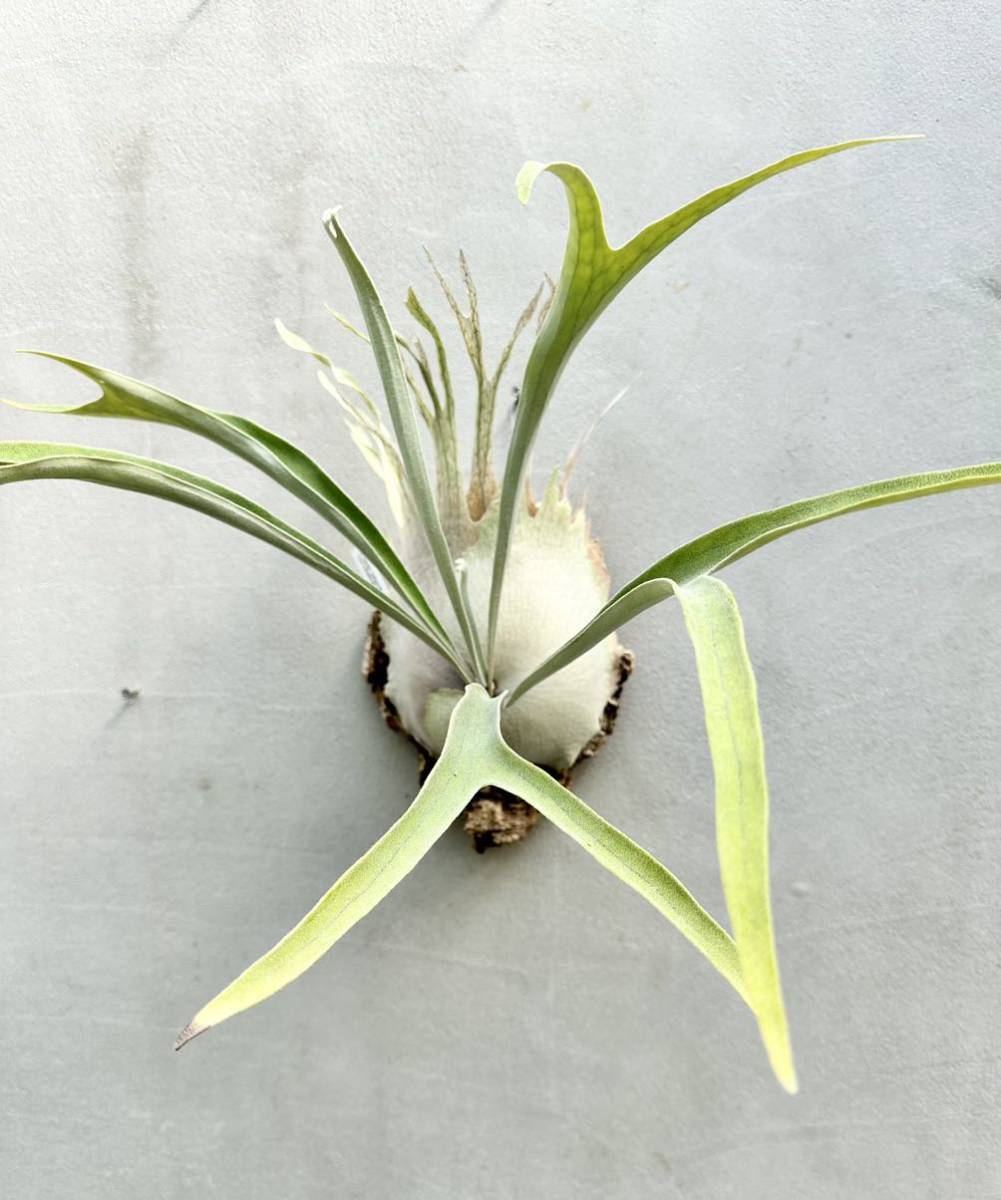 Yahoo!オークション - P. veitchii 'Auburn River' ビカクシダ 【vanda