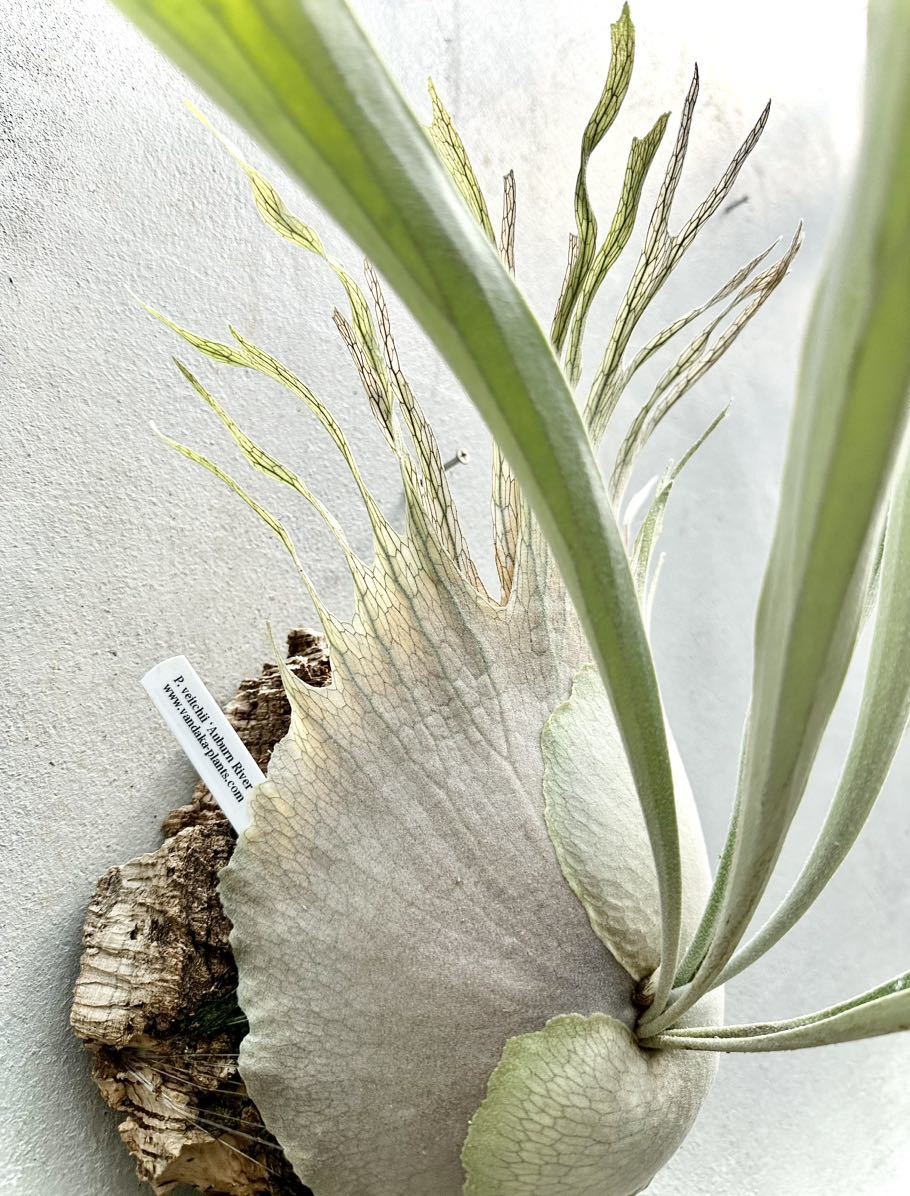 Yahoo!オークション - P. veitchii 'Auburn River' ビカクシダ 【vanda