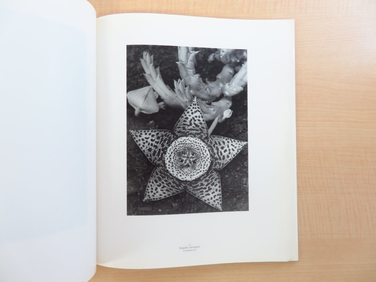 Yahoo!オークション - Albert Renger-Patzsch『Die Welt Der Pflanze』