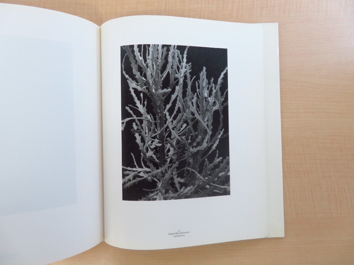 Albert Renger-Patzsch『Die Welt Der Pflanze』1998年Cantz刊 20世紀