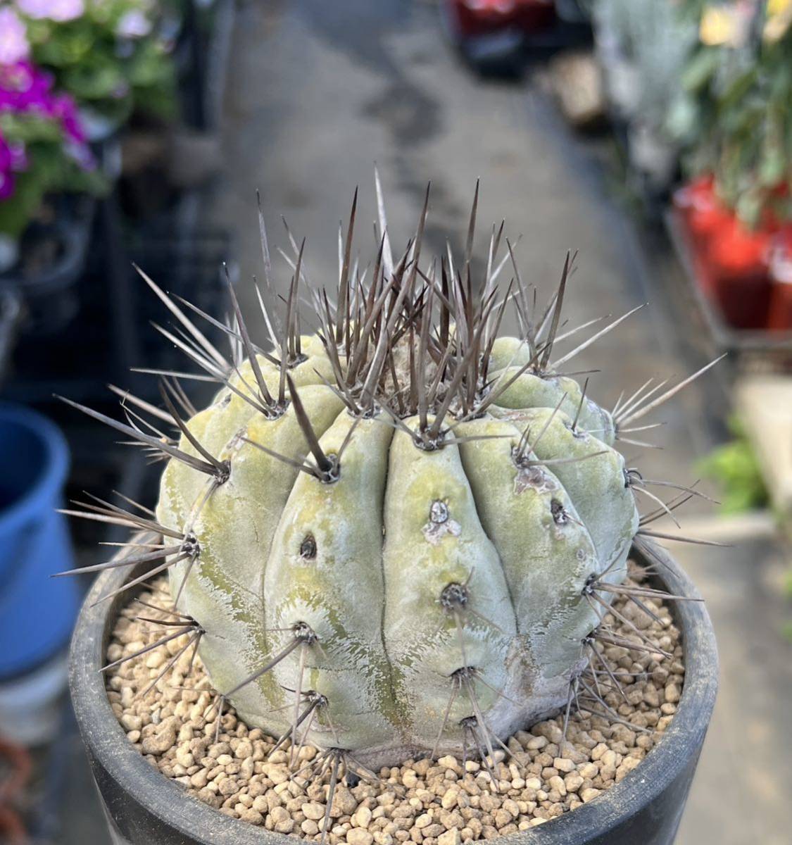 Yahoo!オークション - コピアポア 白刺 黒王丸(現地球カキコ) 種10粒