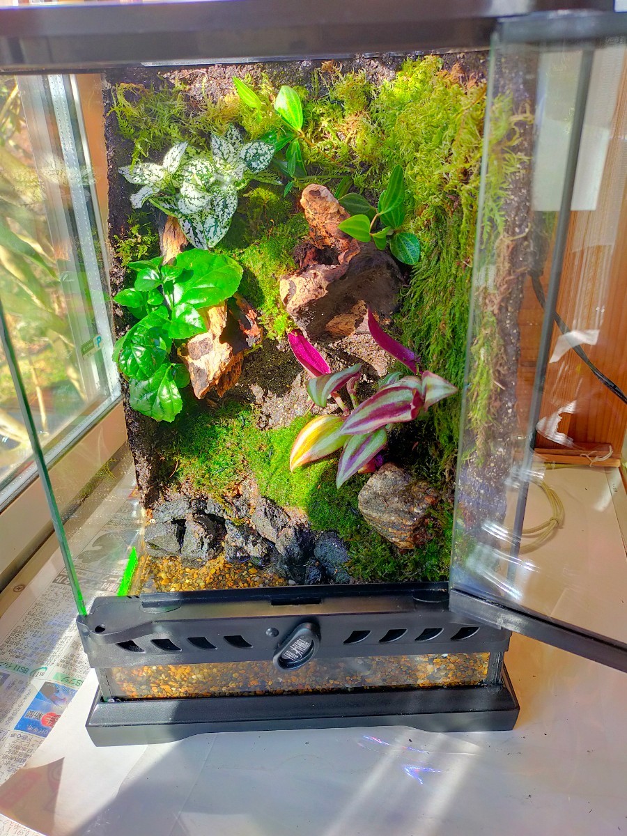 自然の中の飼育箱 グラステラリウムナノ｜Yahoo!フリマ（旧PayPayフリマ）